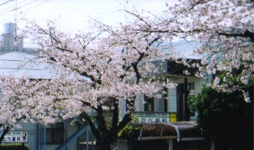 おたべ歯科医院 ホワイトニングの画像