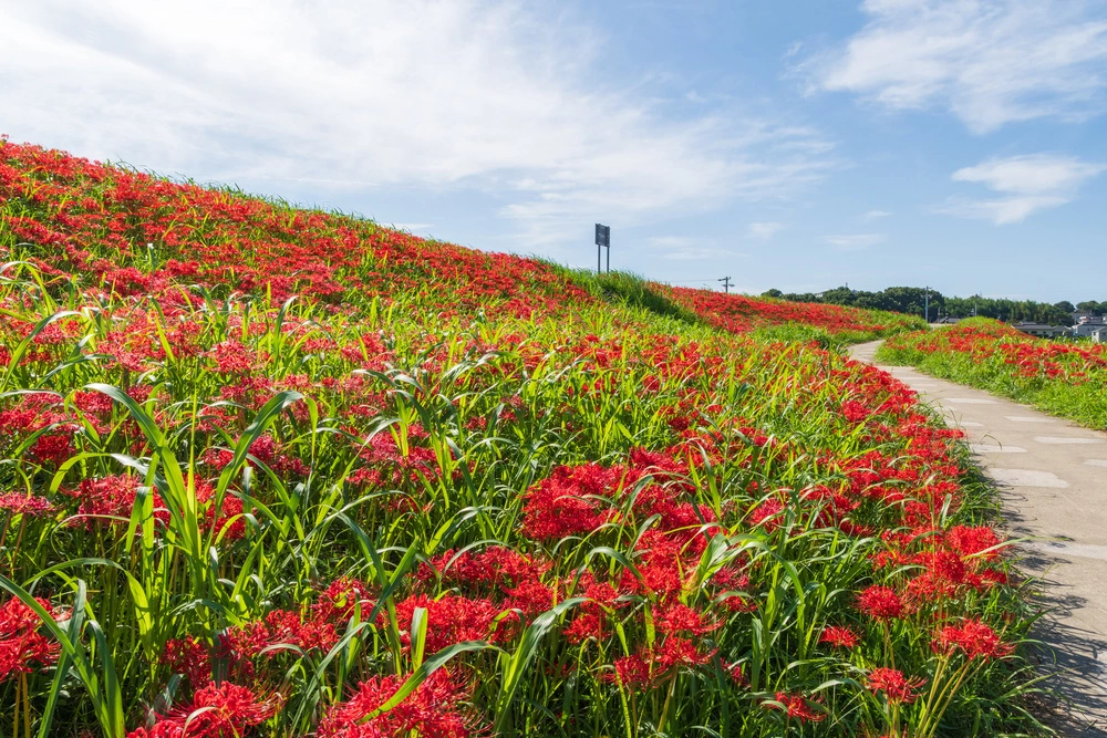 愛知県半田市の記事一覧の画像