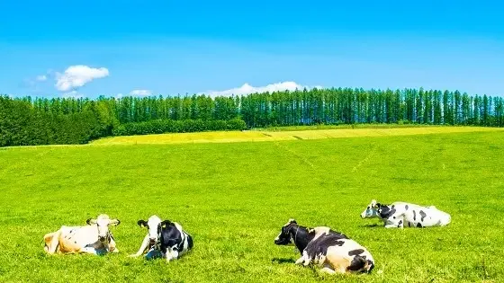 北海道で審美歯科治療ができるおすすめ歯医者の画像