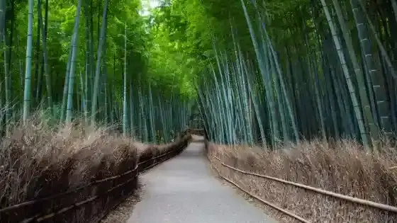 京都市右京区で審美歯科治療ができるおすすめ歯医者の画像