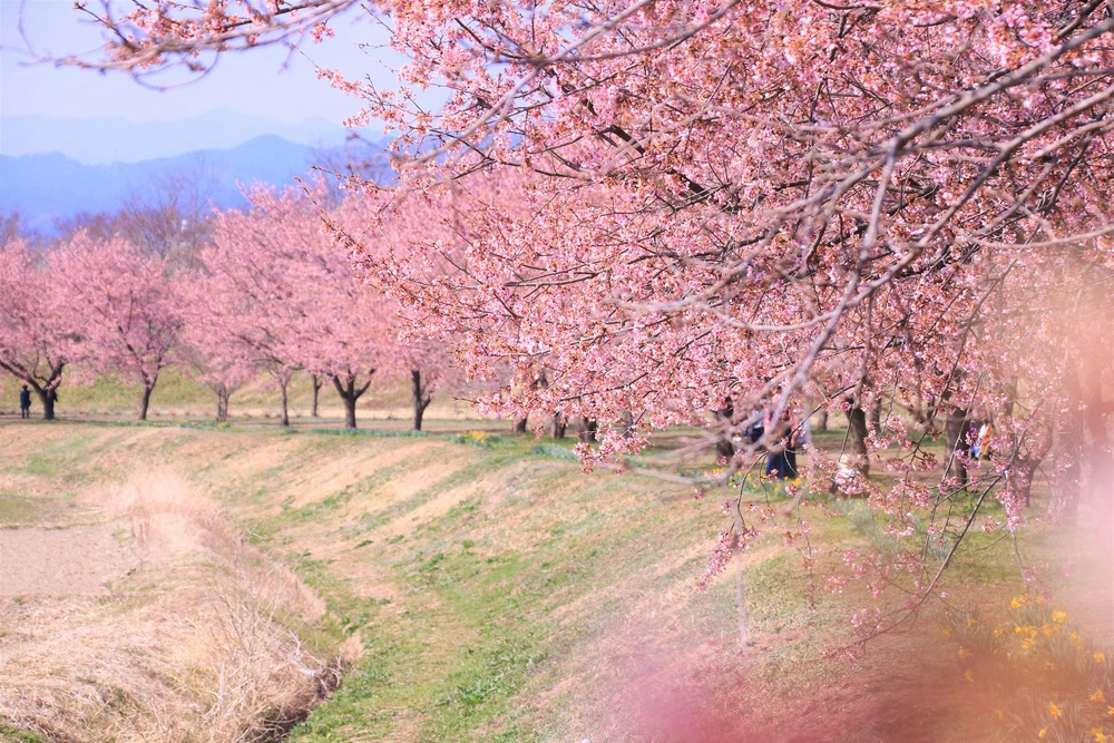 埼玉県坂戸市で審美歯科治療ができるおすすめ歯医者の画像