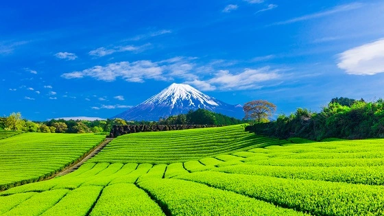 静岡県で審美歯科治療ができるおすすめ歯医者の画像